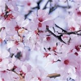 Samolepiace tapety čerešňové kvety - 45 cm x 15 m