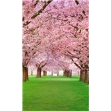 Vliesové fototapety čerešňový sad rozmer 150 cm x 250 cm