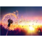 Vliesové fototapety púpava vo vetre rozmer 368 cm x 254 cm - POSLEDNÉ KUSY