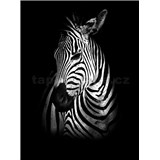 Vliesové fototapety zebra rozmer 184 cm x 254 cm - POSLEDNÉ KUSY