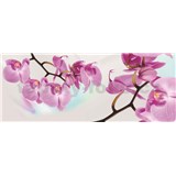 Vliesové fototapety orchidea, rozmer 250 x 104 cm