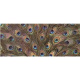 Vliesové fototapety pávie perie, rozmer 250 x 104 cm