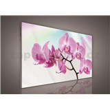 Obraz na stenu orchidea 75 x 100 cm