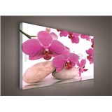 Obraz na stenu orchidea ružová 75 x 100 cm