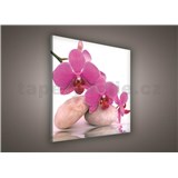 Obraz na stenu orchidea ružová 80 x 80 cm