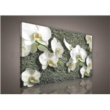 Obraz na stenu biela orchidea na kameni 100 x 75 cm