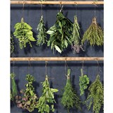 Vliesové tapety na stenu bylinky