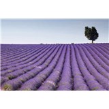 Vliesové fototapety levanduľové polia rozmer 375 cm x 250 cm