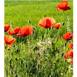 Vliesové fototapety polia s vlčími makmi rozmer 225 cm x 250 cm