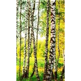 Vliesové fototapety brezový les rozmer 150 cm x 250 cm