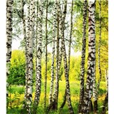 Vliesové fototapety brezový les rozmer 225 cm x 250 cm