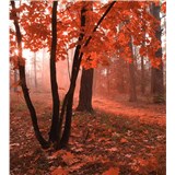 Vliesové fototapety hmlový les rozmer 225 cm x 250 cm - POSLEDNÉ KUSY
