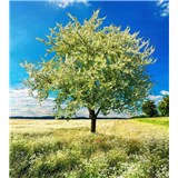 Vliesové fototapety rozkvitnutý strom rozmer 225 cm x 250 cm