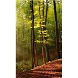 Vliesové fototapety les rozmer 150 cm x 250 cm