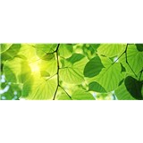 Vliesové fototapety zelené listy rozmer 375 cm x 150 cm