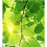 Vliesové fototapety zelené listy rozmer 225 cm x 250 cm