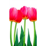 Vliesové fototapety tulipány rozmer 150 cm x 250 cm