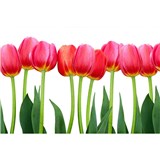 Vliesové fototapety tulipány rozmer 375 cm x 250 cm