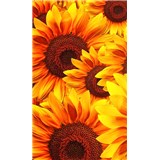 Vliesové fototapety kvety slnečnic rozmer 150 cm x 250 cm