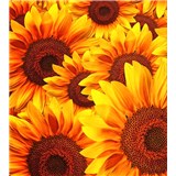Vliesové fototapety kvety slnečnic rozmer 225 cm x 250 cm