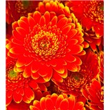 Vliesové fototapety gerbera rozmer 225 cm x 250 cm