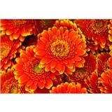 Vliesové fototapety gerbera rozmer 375 cm x 250 cm