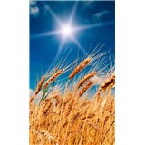 Vliesové fototapety pšeničné polia rozmer 150 cm x 250 cm