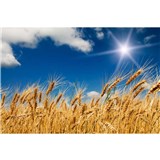Vliesové fototapety pšeničné polia rozmer 375 cm x 250 cm