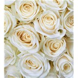 Vliesové fototapety biele ruže rozmer 225 cm x 250 cm