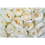 Vliesové fototapety biele ruže rozmer 375 cm x 250 cm
