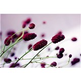 Vliesové fototapety kvetiny fialové rozmer 375 cm x 250 cm