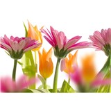 Vliesové fototapety jarné kvety rozmer 375 cm x 250 cm