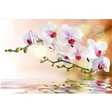 Vliesové fototapety biela orchidea rozmer 375 cm x 250 cm - POSLEDNÉ KUSY