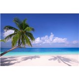 Vliesové fototapety palmy na pláži rozmer 375 cm x 250 cm
