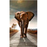 Vliesové fototapety slon rozmer 150 cm x 250 cm