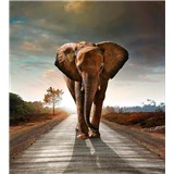 Vliesové fototapety slon rozmer 225 cm x 250 cm