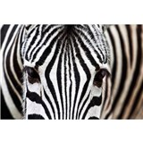 Vliesové fototapety zebra rozmer 375 cm x 250 cm