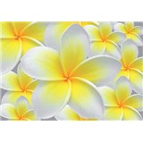 Vliesové fototapety žlté kvety Plumeria, rozmer 312 x 219 cm