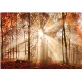 Vliesové fototapety les na jeseň rozmer 254 cm x 184 cm