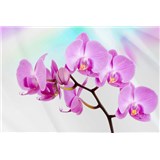 Vliesové fototapety orchidea, rozmer 312 x 219 cm