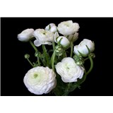 Vliesové fototapety biele kvety na čiernom pozadí rozmer 254 cm x 184 cm