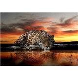 Vliesové fototapety leopard, rozmer 312 cm x 219 cm