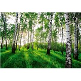 Vliesové fototapety slnečný brezový les rozmer 368 cm x 254 cm