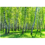 Vliesové fototapety brezový les rozmer 368 cm x 254 cm