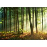 Vliesové fototapety svitanie v lese rozmer 368 cm x 254 cm