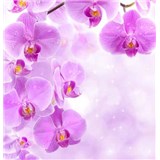 Vliesové fototapety vetva fialové orchidey, rozmer 312 cm x 219 cm