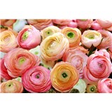 Fototapety kvety ruží, rozmer 368 cm x 254 cm