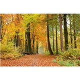 Vliesové fototapety les na podzim rozmer 375 cm x 250 cm