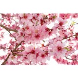 Vliesové fototapety jabloňové kvety rozmer 375 cm x 250 cm - POSLEDNÉ KUSY