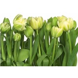 Fototapeta tulipány, rozmer 368 x 254 cm